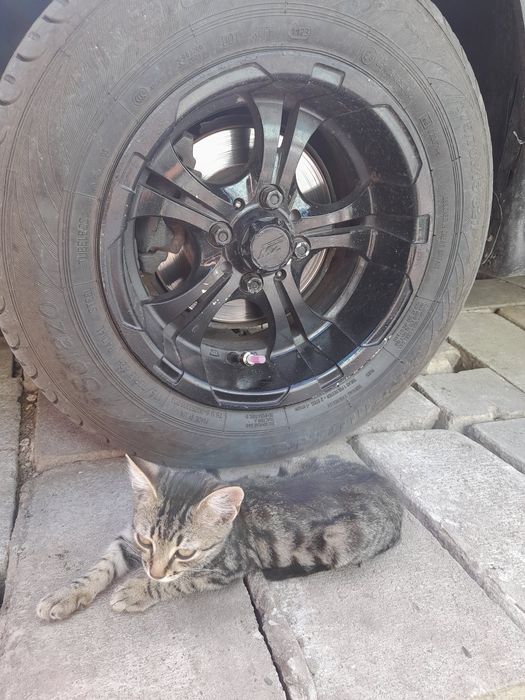 тітани без гарантии