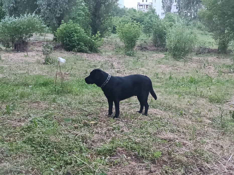 Шукаємо наречену
