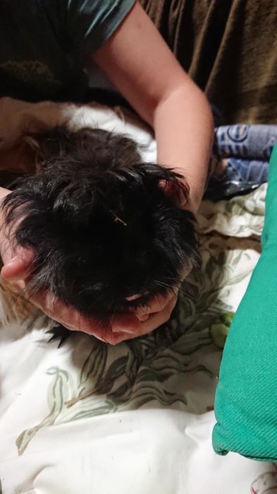 Świnki morskie canvie peruwianki