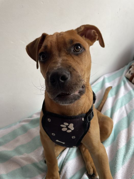 Oddam w dobre ręce 4 miesięcznego Amstafa(American Staffordsshire) Terier .Metryka ,zakupiony z hodowli,matka Piorunka Amstaff,Ojciec Marley Smstaff