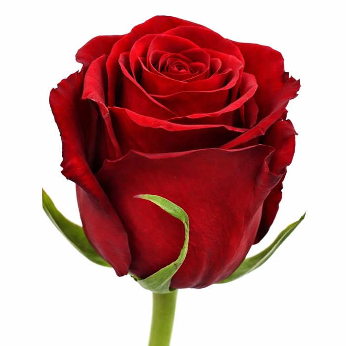 Розы поштучно, и букеты: 51, 101 роза Одесса по оптовым ценам