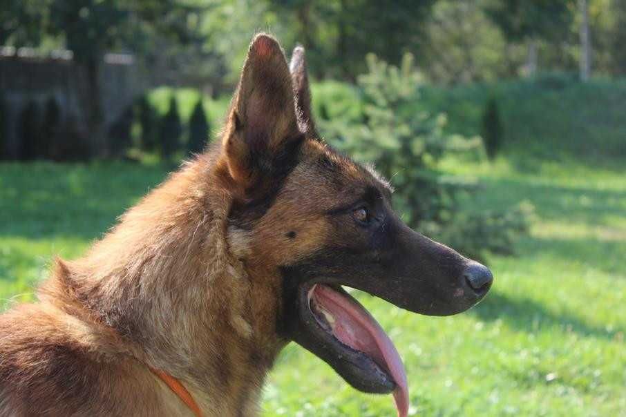 043984  Omar do adopcji