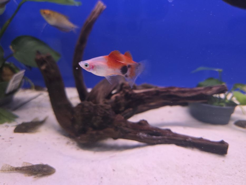 Platynka rybka skwariowa