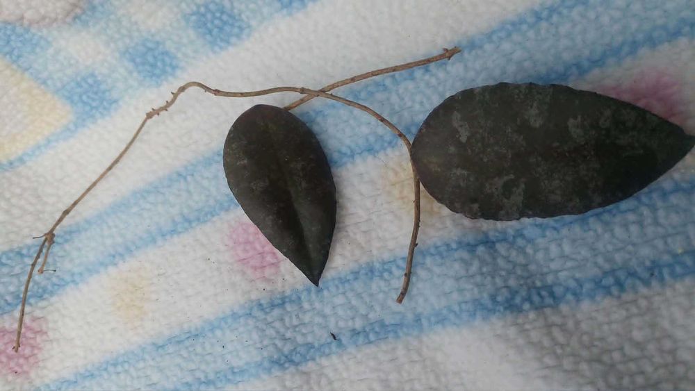 Hoya caudata sumatra. Hoja.