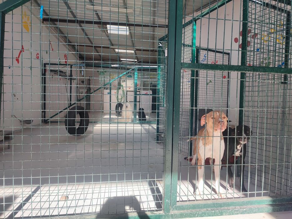 Hotel para cães.