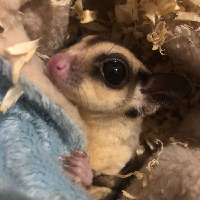 Lotopałanka Karłowata | Sugar Glider