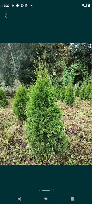 Tuje szmaragd i brabant w super cenie