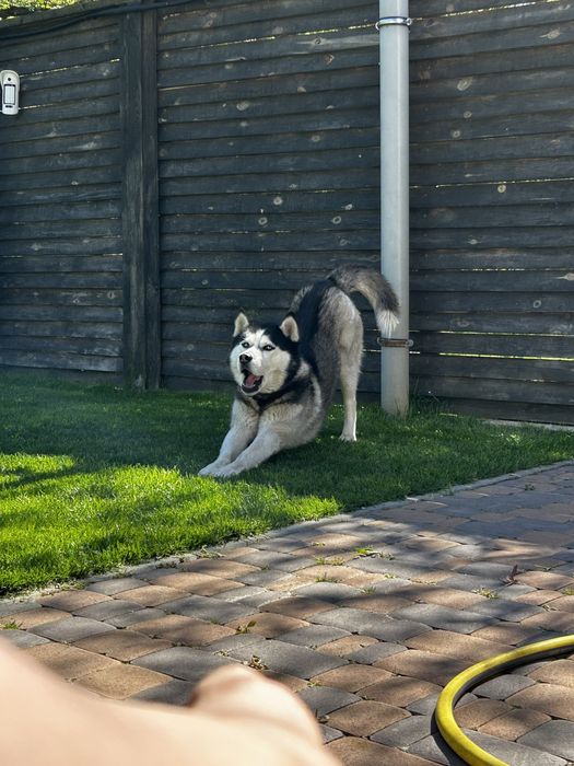 Вязка, средний кобель хаски окраса блак&вайт, случка
