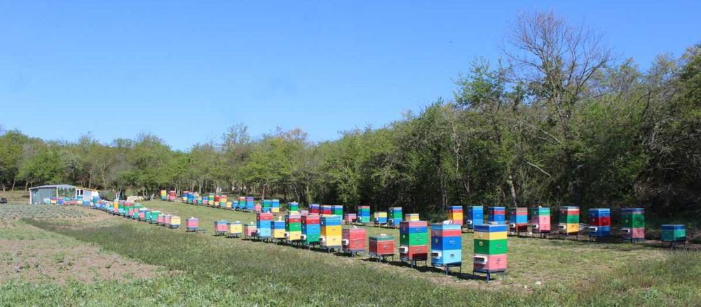 Натуральний мед Липа з Чебрецем (свіжий збір)