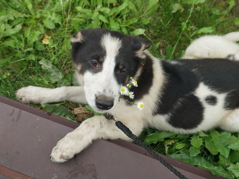 Хлопчик, ~3 місяці