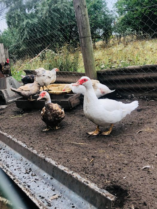 Продам качок і каченят шипунів