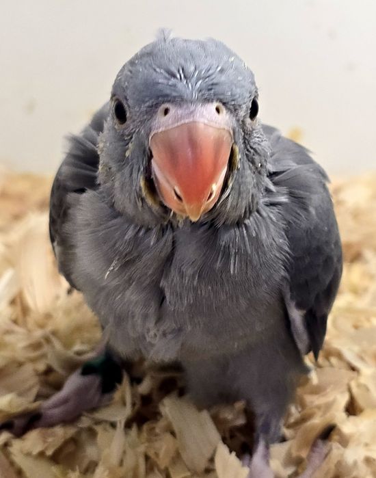 Lindos Ringnecks  Verdadeiros Companheiros de Estimação