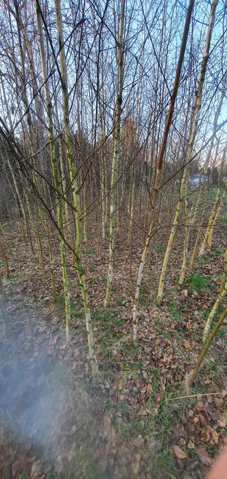 Brzoza 3,5 - 6,5m !!! plantacja