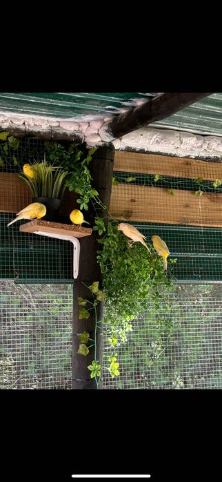 Aves de várias espécies