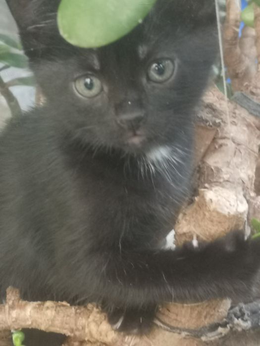 Gatinhos bébés doação