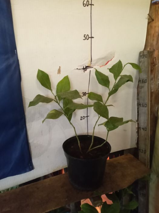 Лимон ,лимон , лимон