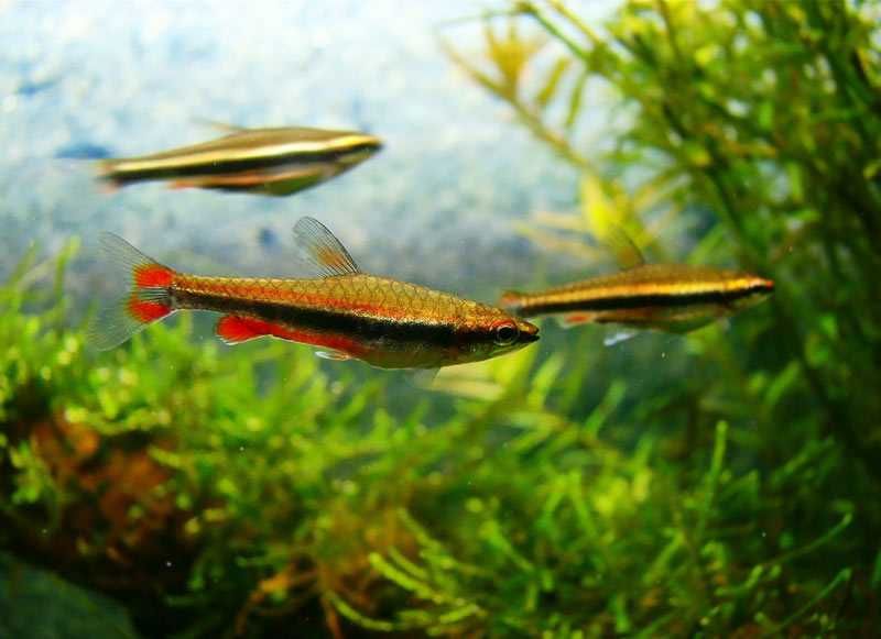 GB Drobnoustek Beckforda, Ozdobny - dowóz ryb!