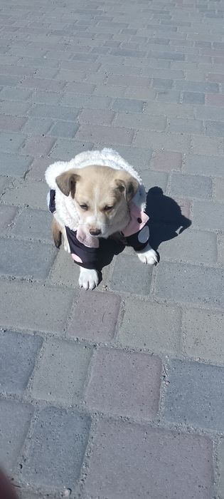 Дівчинка малесенької породи