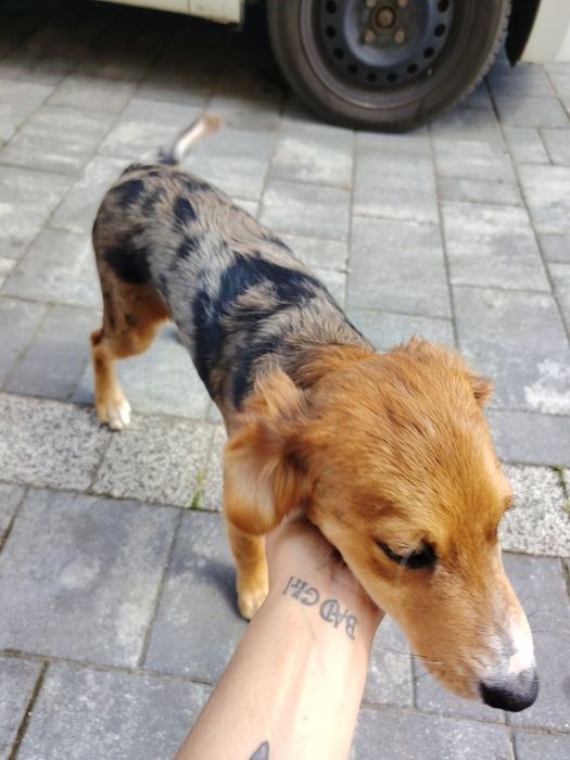 Oddam pieska w dobre ręce