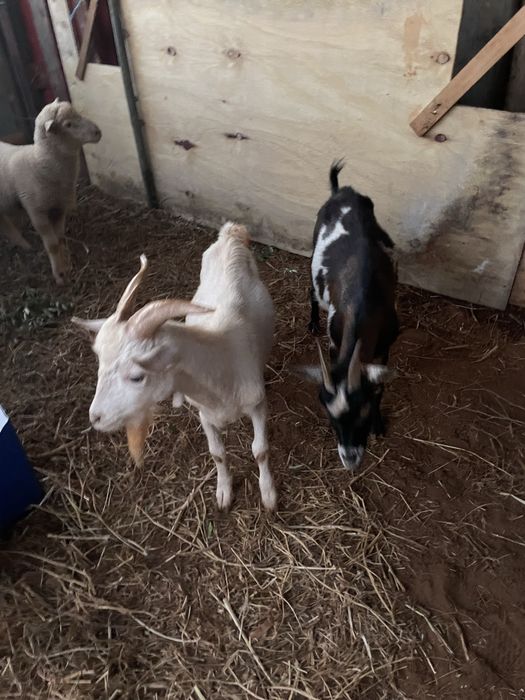 Casal de cabras anas