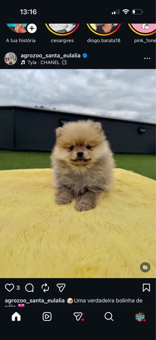 Spitz alemao menina linda