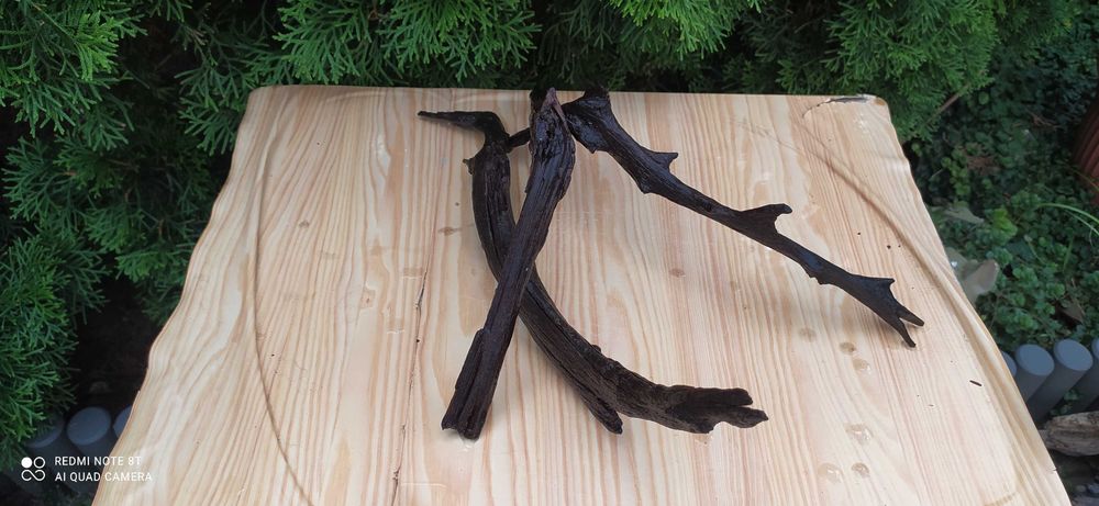 Trzy korzenie-40,31,31 cm