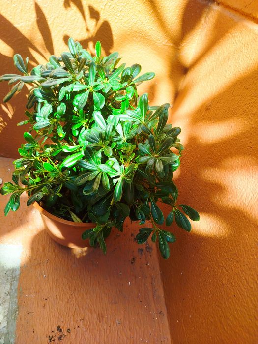Planta natural robusta
