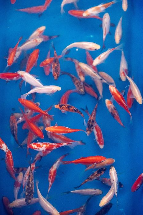 Ryby ozdobne Murowaniec- Karp koi, karaś, amur, jesiotr