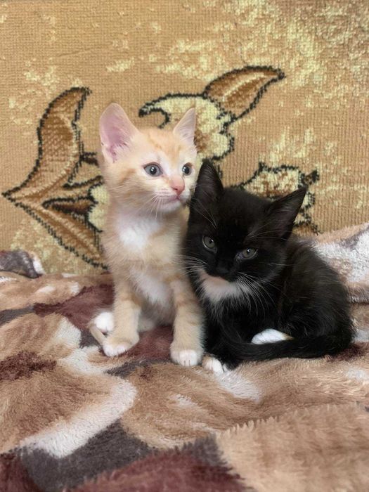 Котенята в добрі руки
