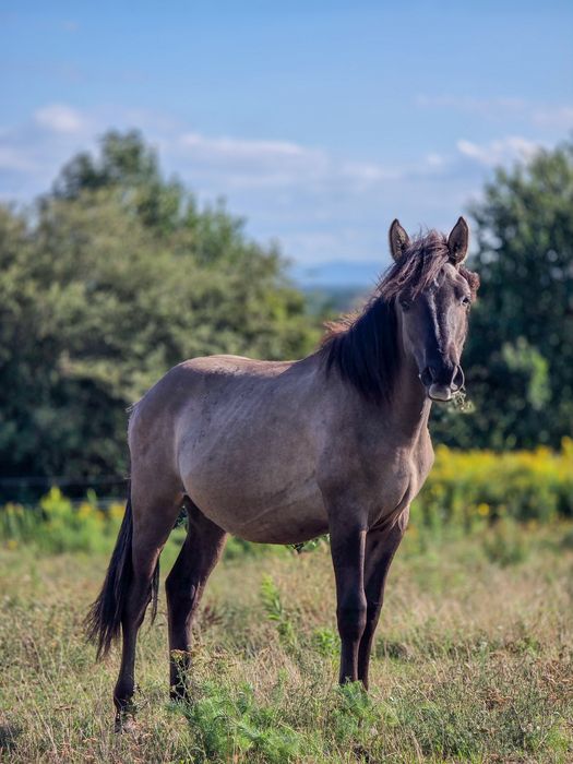 Ogierek 1,5 roku, spokojny zadbany