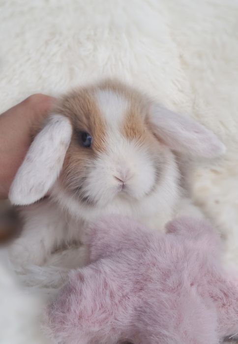 Do odbioru Królik Mini lop z dokumentacją