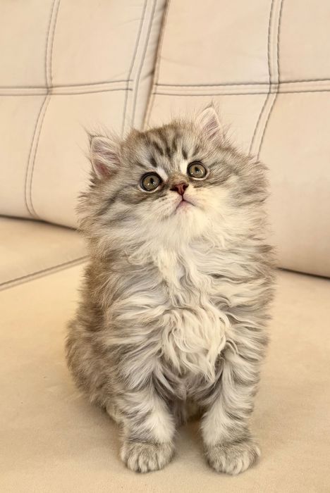 Британський котик.