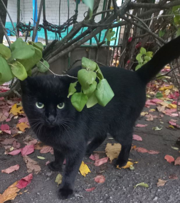 Чорненький молодий котик