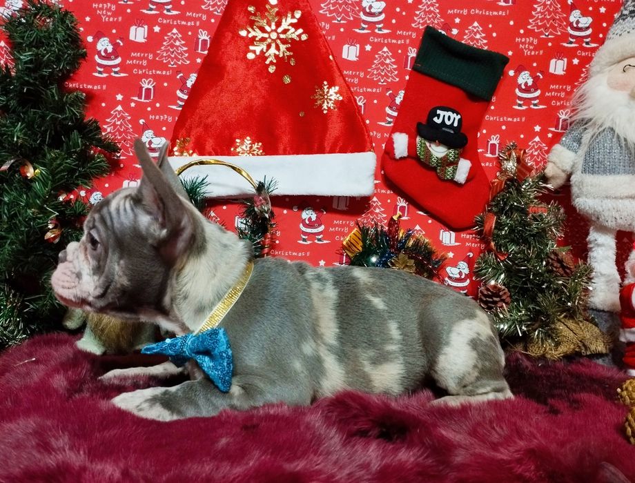 Суперовый кобель с документами. Чудо в дом на Новогодние праздники.