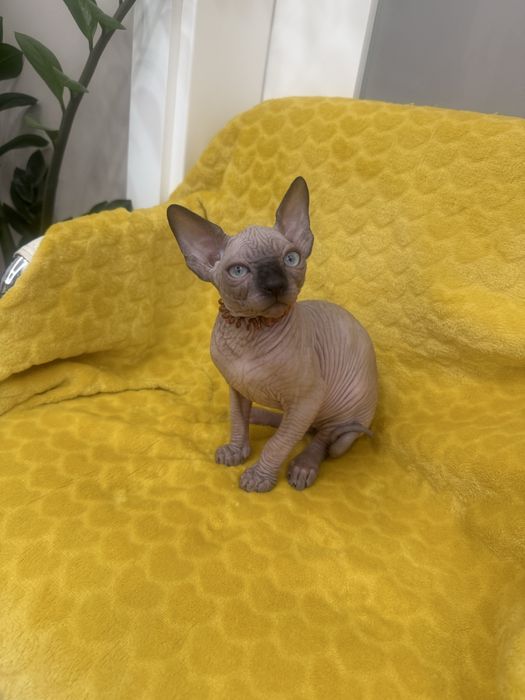 Gatinho sphynx canadiano