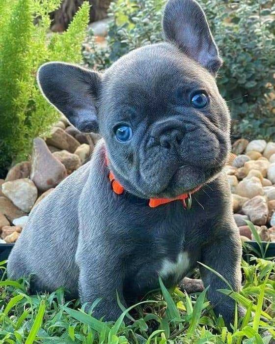 Bulldog Francês de Qualidade
