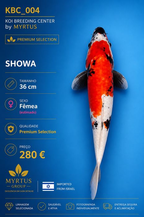 Carpas koi Israel disponíveis qualidade Premium