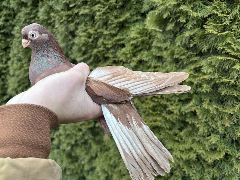 Golebie zamojskie krotkodzioby