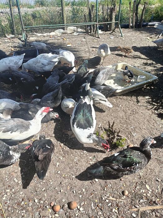 Patos mudos adultos