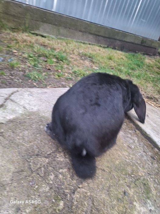 Krolik baranek samczyk