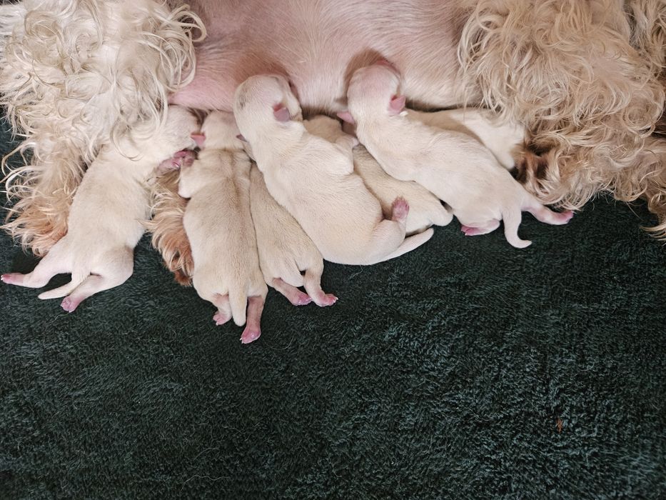 West Highland White Terrier