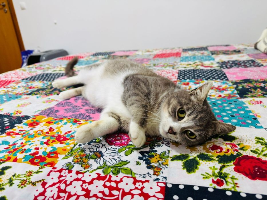 Gatinha para adopção