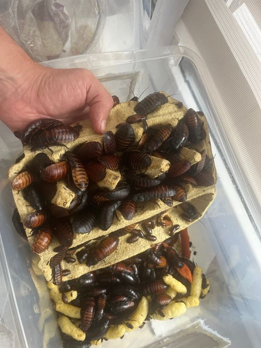 Tarakany madagaskarskie