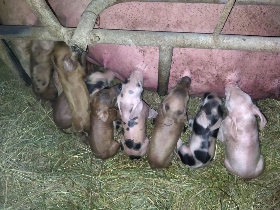 Запліднені свиноматки