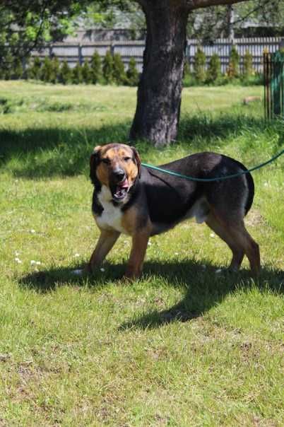 088256 Glen do adopcji