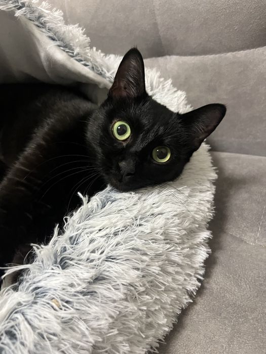 Віддам кицю в добрі руки