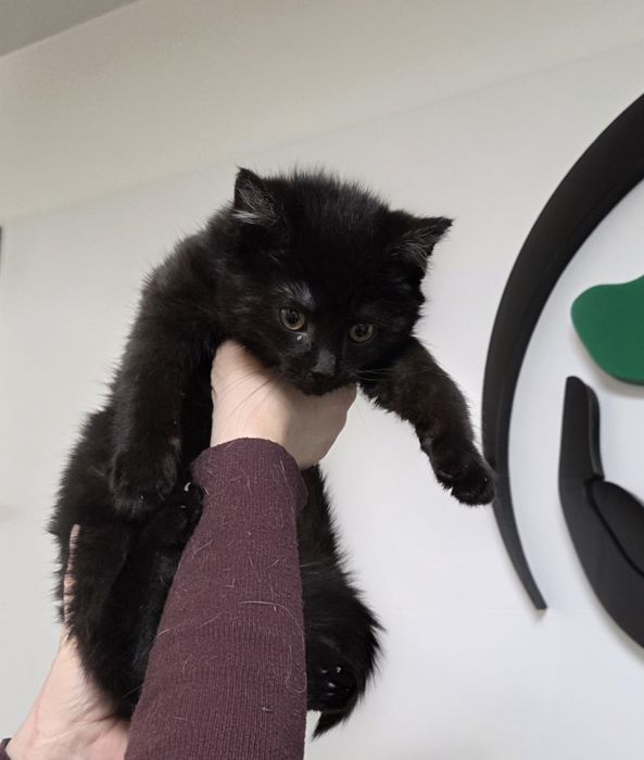 Trzej kawalerowie do adopcji