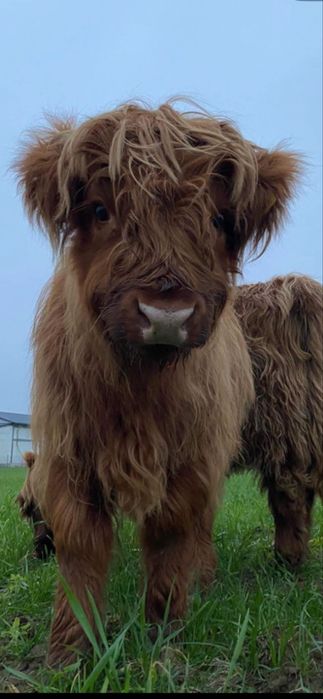 Bydło rasy  highland cattle