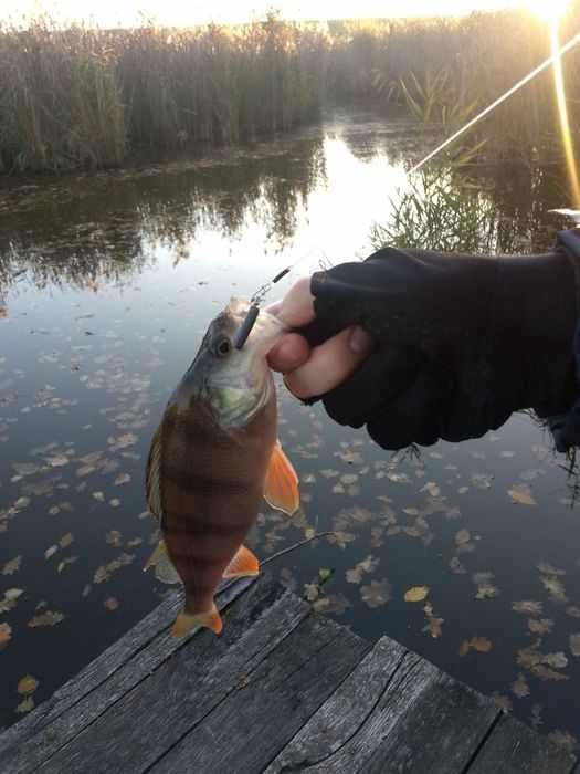 Силікон на окуня