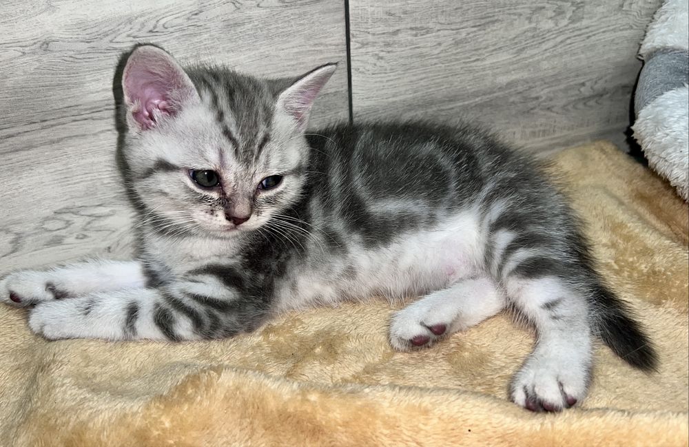 Шотландські кошенята